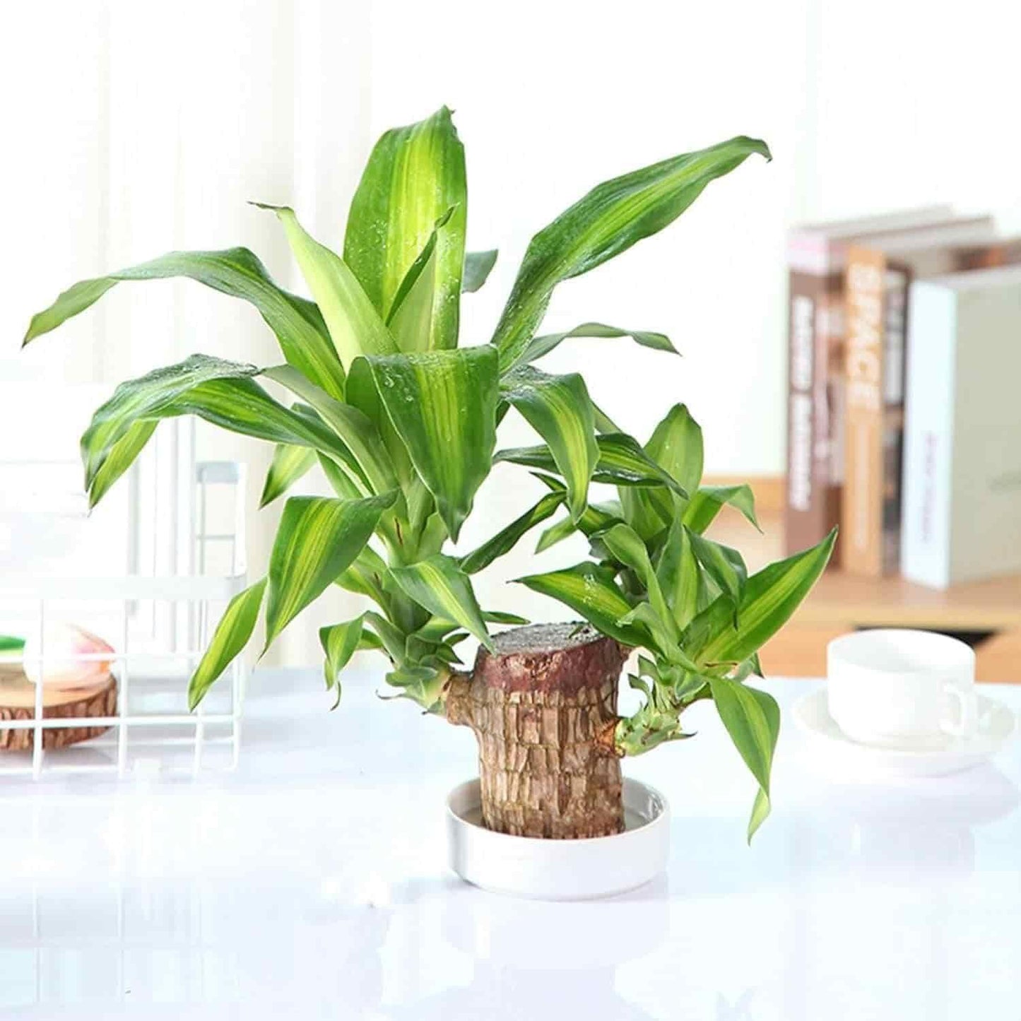 RATED #1 FASTEST SELLING PRODUCT IN HOME DECOR CATEGORY Brazilian LuckyWood 🍀🏡 - Bring Home Endless Luck and Fortune ✨