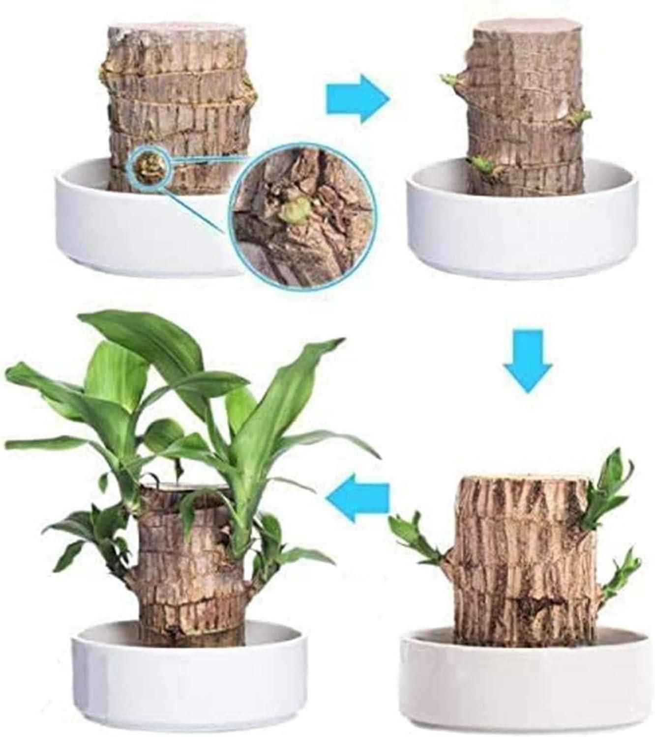 RATED #1 FASTEST SELLING PRODUCT IN HOME DECOR CATEGORY Brazilian LuckyWood 🍀🏡 - Bring Home Endless Luck and Fortune ✨