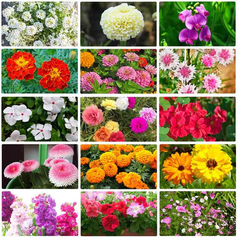 Italian Wild Mix Premium Flower Seeds + FREE Plant Growth Supplement